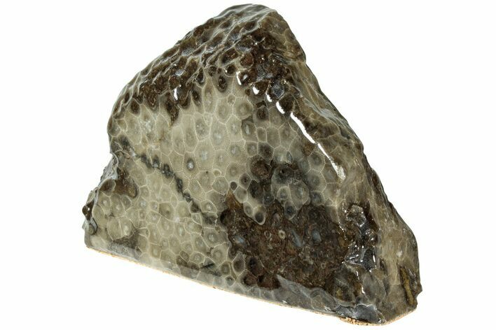 Free-Standing, Petoskey Stone (Fossil Coral) Section - Michigan #227551